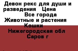 Девон рекс для души и разведения › Цена ­ 20 000 - Все города Животные и растения » Кошки   . Нижегородская обл.,Саров г.